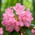 Unlocking Nature's Blueprint: Chromosome-Level Genome of Rare Chinese Tree Reveals Conservation Clue - Professional coverage