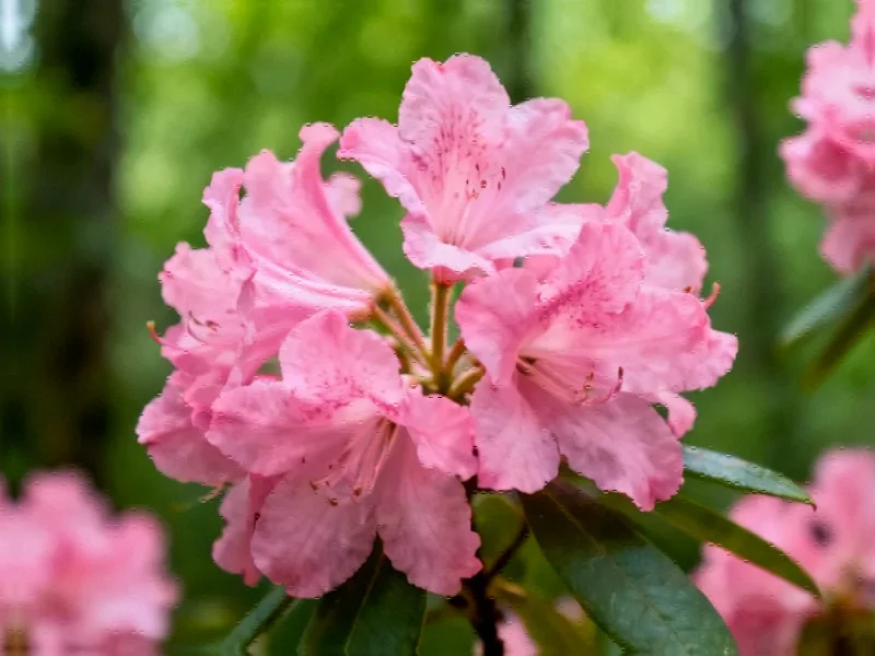 Unlocking Nature's Blueprint: Chromosome-Level Genome of Rare Chinese Tree Reveals Conservation Clue - Professional coverage