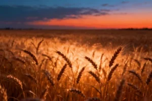 Unlocking Wheat's Chronobiological Secrets for Climate-Resilient Agriculture - Professional coverage
