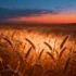 Unlocking Wheat's Chronobiological Secrets for Climate-Resilient Agriculture - Professional coverage