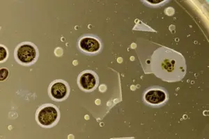 Soil Microbes' Alarm Clock Could Revolutionize Agriculture - Professional coverage